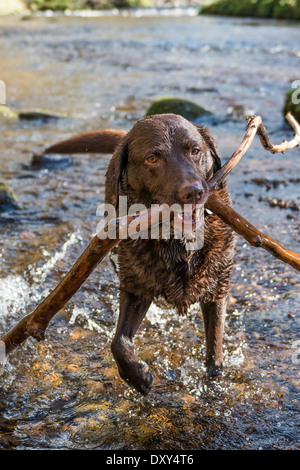 Labrador Abrufen von langen Stock im Wasser. Stockfoto