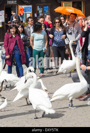 junge chinesische Touristen Spaß, den Lake Windermere Schwäne Stockfoto