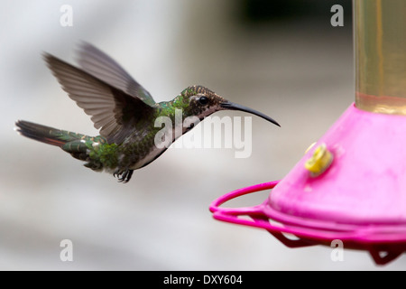 Eine weibliche Mango Black-throated Kolibri schwebt vor einem Feeder, Bogota, Kolumbien. Stockfoto