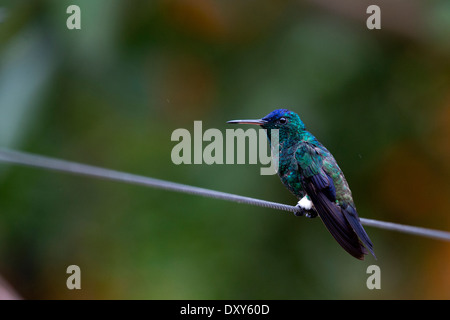 Ein Indigo-capped Kolibri (Amazilia Cyanifrons) gelegen, in der Nähe von Bogota, Kolumbien. Stockfoto