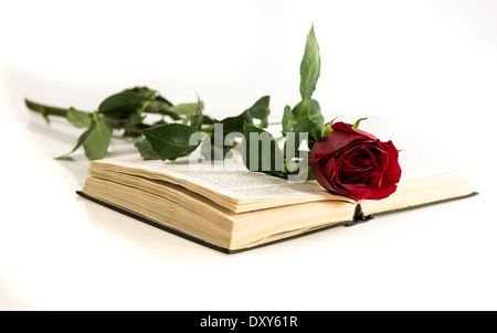 rote Rose liegt auf dem offenen Buch. weißem Hintergrund Stockfoto