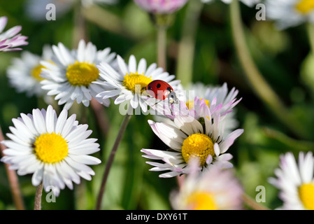 Der Marienkäfer kriecht auf einer Kamille-Blume Stockfoto