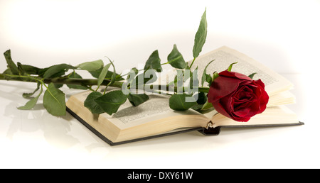 rote Rose liegt auf dem offenen Buch. weißem Hintergrund Stockfoto