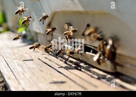 Bienen fliegen vor einem Bienenstock Stockfoto