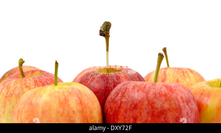 Gala Äpfel Studio weißen Bildhintergrund Stockfoto