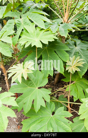 Große Blätter des Werks in Reispapier, Terapanax papyrifer Stockfoto