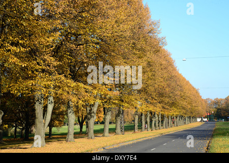 Stadt und Natur. Herbstliche Bäume von der Straße, Riga, Victory Park Stockfoto