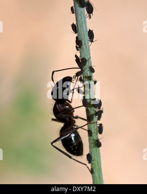 Ameise sammeln Honigtau aus einer Blattlaus Stockfoto