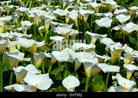 Ein Bereich der wilden Calla Stockfoto