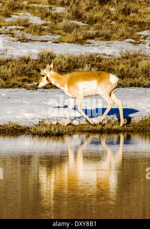 Pronghorn Antilope in der Nähe von Jackson Hole, Wyoming, USA Stockfoto