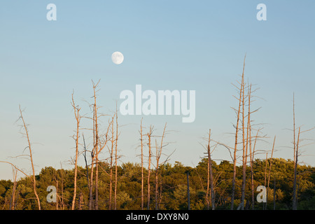 Der Vollmond steigt bei Sonnenuntergang in einem Sumpf in der Nähe von Bala in Muskoka, Ontario, Kanada. Stockfoto