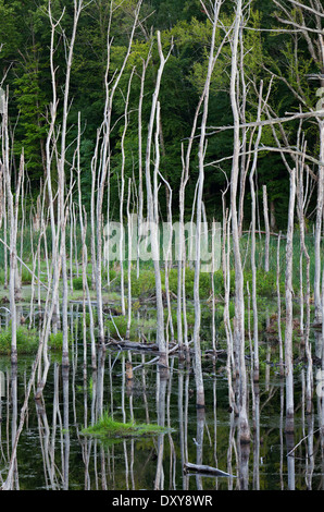 Tote Bäume reflektiert, spiegelt in stagnierenden Wateron den Rand von einem kleinen Teich in der Nähe von Balla, Muskoka, Ontario, Kanada. Stockfoto
