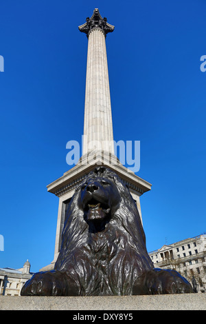 Nelson Säule und Löwe Statue am Trafalgar Square in London, England Stockfoto