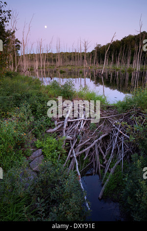 Der Vollmond steigt in der Dämmerung über eine Beaver dam in einem Sumpf in der Nähe von Bala, Muskoka, Ontario, Kanada. Stockfoto