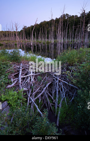 Der Vollmond steigt in der Dämmerung über eine Beaver dam in einem Sumpf in der Nähe von Bala, Muskoka, Ontario, Kanada. Stockfoto