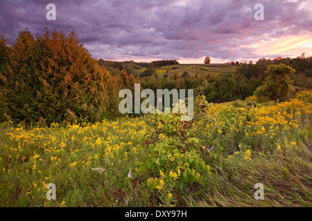 Ein Feld von Goldrute und wilden Weinreben bei Sonnenuntergang am Stausee Rogers in East Gwillimbury, Ontario, Kanada. Stockfoto