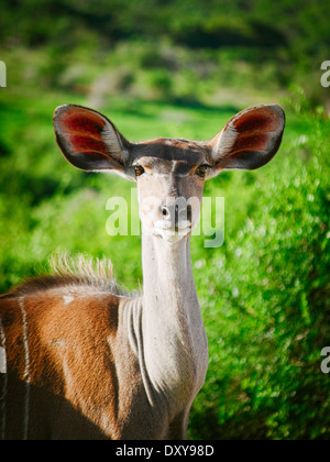 weibliche Kudu schaute mich direkt an Stockfoto