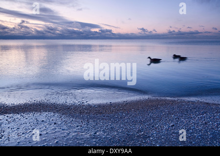 Drei Vögel Schwimmen am Lake Ontario mit Eis bedeckt Steinen in der Morgendämmerung, Scarborough Bluffs in Bluffer Park, Scarborough, Ontario Stockfoto