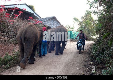 Drei junge Elefanten gehen Sie den Hügel in Huay Pakoot Dorf im Norden Thailands. Stockfoto