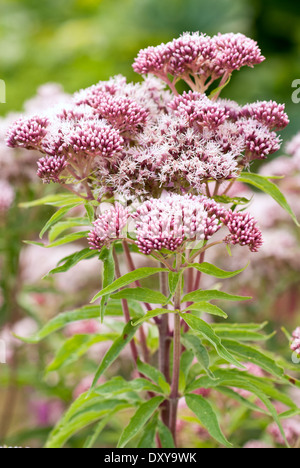 Eupatorium Canabinum Flore Pleno, Hemp Agrimony, Blütenstand, August, Sommer. Rosa Blume. Stockfoto