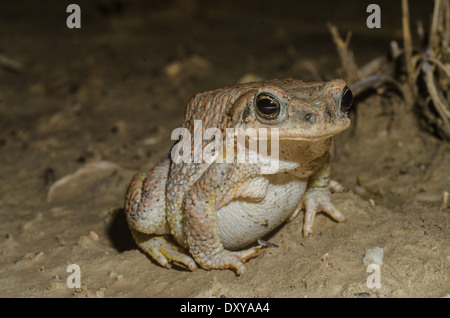 Red-spotted Kröte (Anaxyrus Punctatus), Ojito Wildnis, Sandoval co., New Mexico, USA. Stockfoto