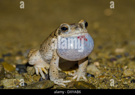 Aufrufen männlichen rot gefleckten Kröte, (Anaxyrus Punctatus), Sierra co., New Mexico, USA. Stockfoto