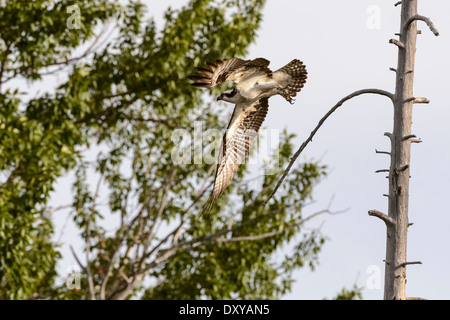 Ein Fischadler fliegt nach hocken in einem toten Baum über einen kleinen Bach. Stockfoto