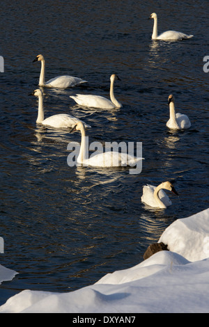 Eine Schar von Trumpeter Schwäne in den Minnesota River als es fließt durch die Minnesota Valley National Wildlife Refuge. Stockfoto