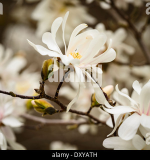 Magnolia X Kewensis "Wada Memory" an der University of Minnesota Landscape Arboretum. Stockfoto