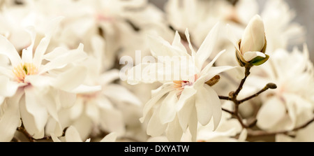 Magnolia X Kewensis "Wada Memory" an der University of Minnesota Landscape Arboretum. Stockfoto