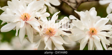 Magnolia X Kewensis "Wada Memory" an der University of Minnesota Landscape Arboretum. Stockfoto