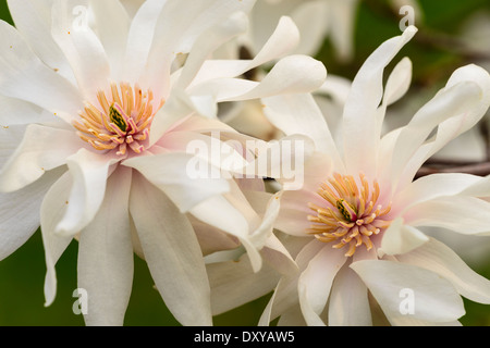 Magnolia X Kewensis "Wada Memory" an der University of Minnesota Landscape Arboretum. Stockfoto