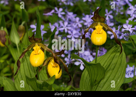 Gelbe Frauenschuh Blume Cypripedium Calceolus an der University of Minnesota Landschaft Arboretum. Stockfoto