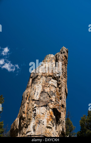 Der versteinerte Baum, der Lost Lake Trailhead im Yellowstone National Park in der Nähe. Stockfoto