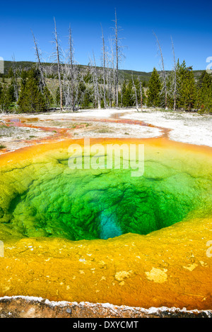 Morning Glory Pool Teil des Upper Geyser Basin, Yellowstone-Nationalpark. Stockfoto