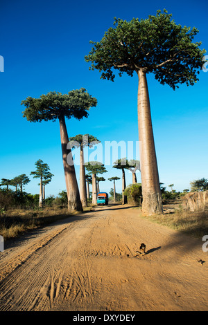 Allee der Baobabs / Avenue du Baobab in der Nähe von Morondava, Madagaskar. Stockfoto