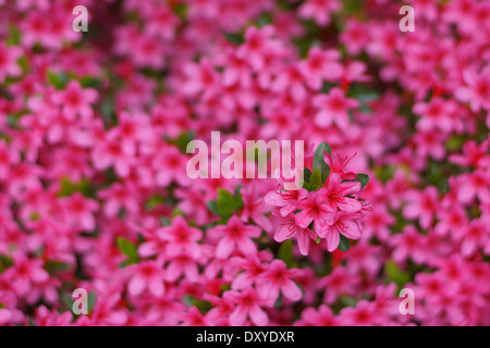 Rosa Rhododendron Blüten Nahaufnahme Stockfoto