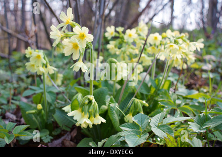 Gemeinsamen Schlüsselblume Blumen blühen Primula veris Stockfoto