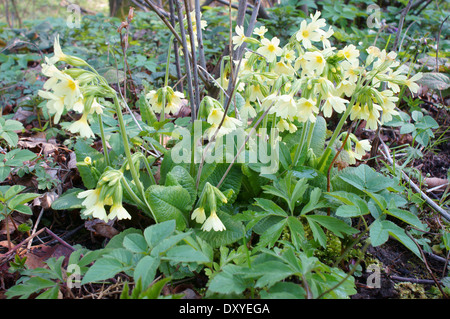 Gemeinsamen Schlüsselblume Blumen blühen Primula veris Stockfoto