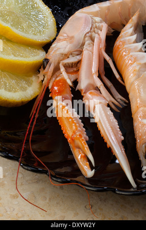 Scampi oder norwegischen Hummer (Nephrops Norvegicus) Stockfoto
