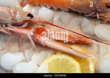 Scampi oder norwegischen Hummer (Nephrops Norvegicus) Stockfoto