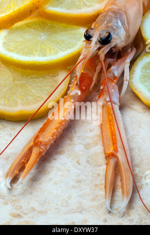Ein Langusten oder norwegischen Hummer (Nephrops Norvegicus) Stockfoto