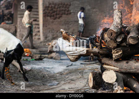 Feuerbestattung in Indien. Das Bild zeigt die Füße von einem brennenden Mann in der Front und eine Ziege während des Essens Blumen hinter mit ein paar Stockfoto