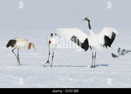 Drei japanische aka rot gekrönte Kräne, alle machen seltsame Züge, auf einem schneebedeckten Feld in der Nähe von Kushiro auf Hokkaido, Japan Stockfoto