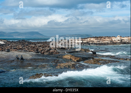 Braun Cape Seebären (Arctocephalus percivali) auf Duiker Island, Hout Bay, Western Cape, Südafrika Stockfoto