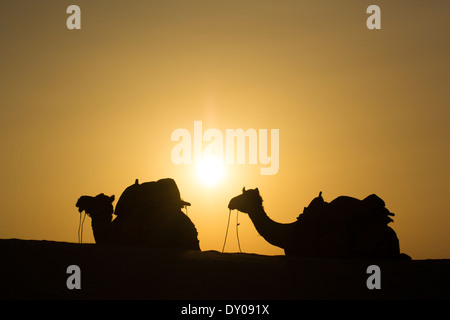 Kamel-Gruppe sitzen auf Düne während heißen sonnigen Stockfoto