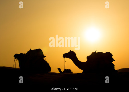 Kamel-Gruppe sitzen auf Düne während heißen sonnigen Stockfoto