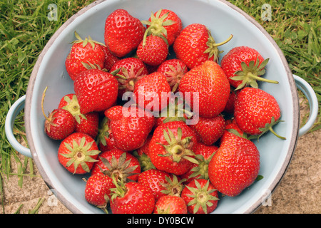 Frisch gepflückten Erdbeeren von einem englischen Garten Stockfoto