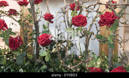 Eine Rose ist eine mehrjährige Blume Strauch oder Rebe der Gattung Rosa, innerhalb der Familie der Rosengewächse. Stockfoto