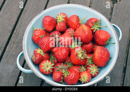 Frisch gepflückten Erdbeeren von einem englischen Garten Stockfoto